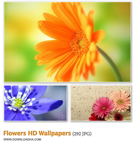 Flowers مجموعه 292 والپیپر زیبا با موضوع گل Flowers HD Wallpapers