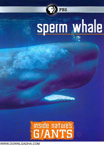 Whale دانلود مستند دیدنی نهنگ Inside Natures Giants: Whale